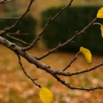 Antiparassitari in autunno: ecco quando intervenire (e quando no)