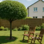 Giardino piccolo e niente ombra: ecco da cosa dipende la scelta dell’albero