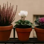 Erica e compagne nel vaso: ecco come sistemarle senza sbagliare