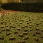 Il prato autunnale si gioca in poche settimane: ecco quando arieggiare