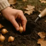 Il bulbo di narciso ha una finestra stretta: ecco da cosa dipende