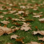 Le foglie sul prato in autunno fanno più danni di quanto sembri: ecco quando intervenire