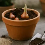 Bulbi in vaso troppo in superficie: ecco cosa cambia nella fioritura